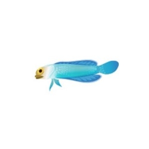 Yellowhead Jawfish